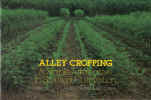 Alley Cropping A Stable Alternative To Shifting Cultivation by B T Kang G F Wilson T L Lawson (1986) used book for sale in Australian second hand book shop